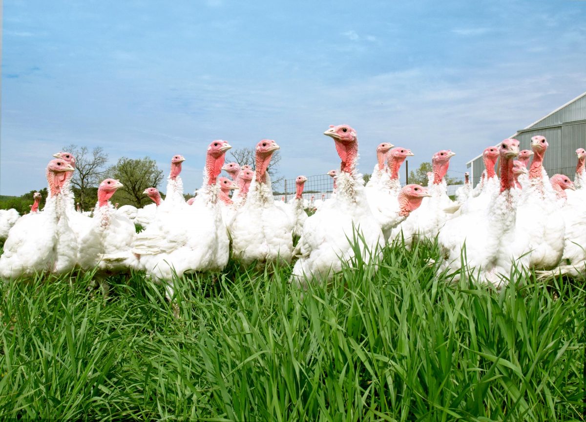 Turkey Hens - Raising Practices | Ferndale Market